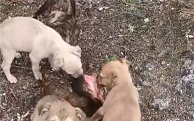 Screenshot_20230206-143100_Facebook